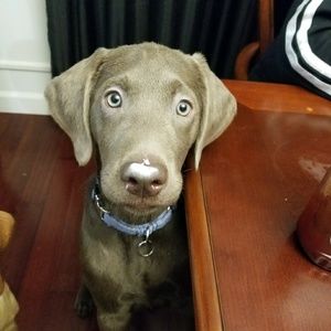 Meet your Posher, Carter